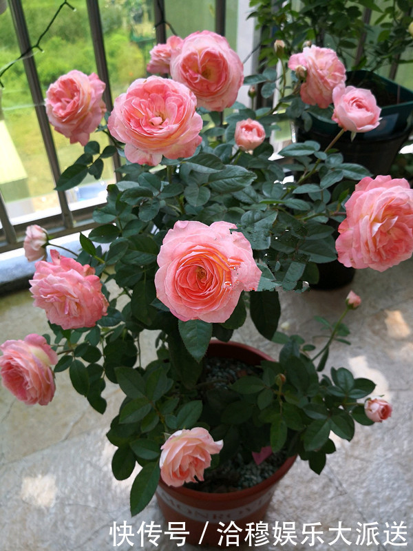 花美|此花是世界名花,花美不输玫瑰,周年开花,养护容易,是盆栽佳品