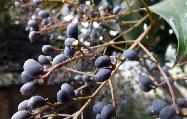 补肝肾的好药,李时珍:健腰膝,明目,安五脏