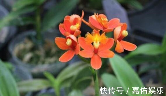 盛夏养盆“树兰”吧!花语平凡而淡雅,花姿胜菊花,美极了