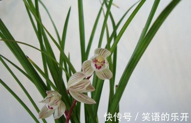 墨兰浇水能用雪水吗,冬季浇水,老花农教你三个简单实用技巧