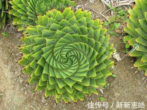 玉扇|这4类多肉植物，终将被淘汰，因为价格实在太贵！