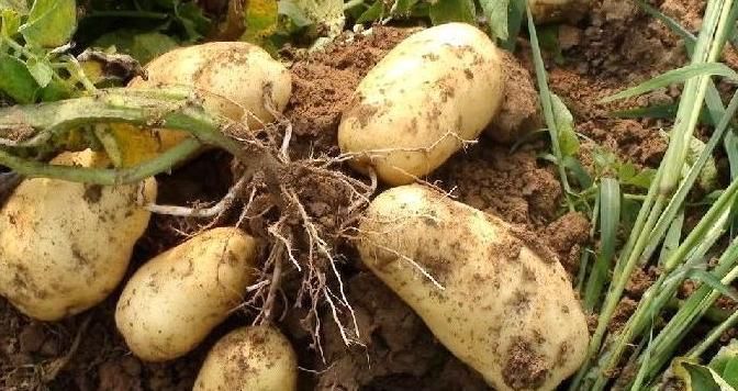 功效|土豆加一宝,大肚子没了,皮肤也光滑了,女人不可以错过