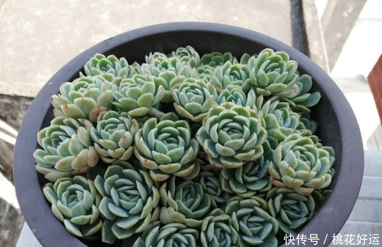 鸡蛋壳|家里4种不起眼的东西拿来养花,土壤更疏松,花花长得更快更好