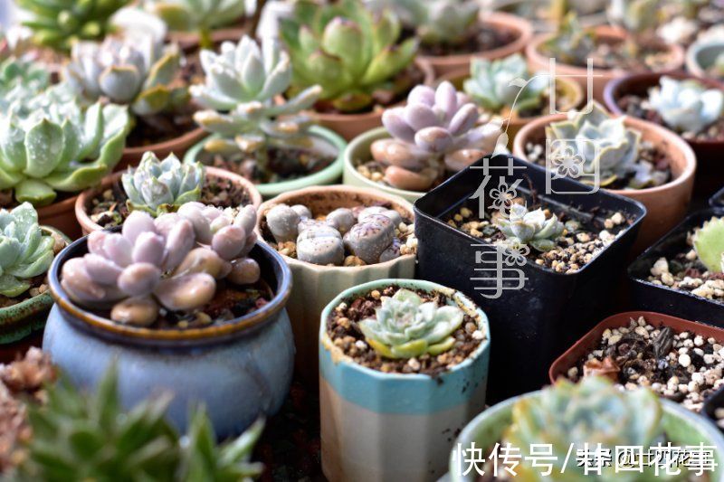 上色美成仙|7月8月徒长变青菜的多肉，9月做好四件事，10月上色美成仙