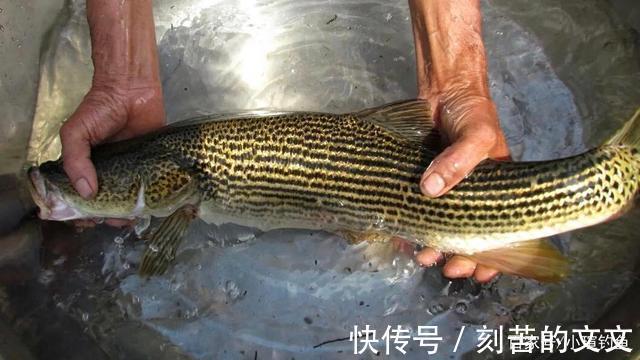 国内钓到这些“牢底坐穿鱼”,务必放生,每年都有人误钓它们被抓