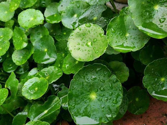 家里养了3种吉祥花，一年四季招财纳福，寓意好价值极高