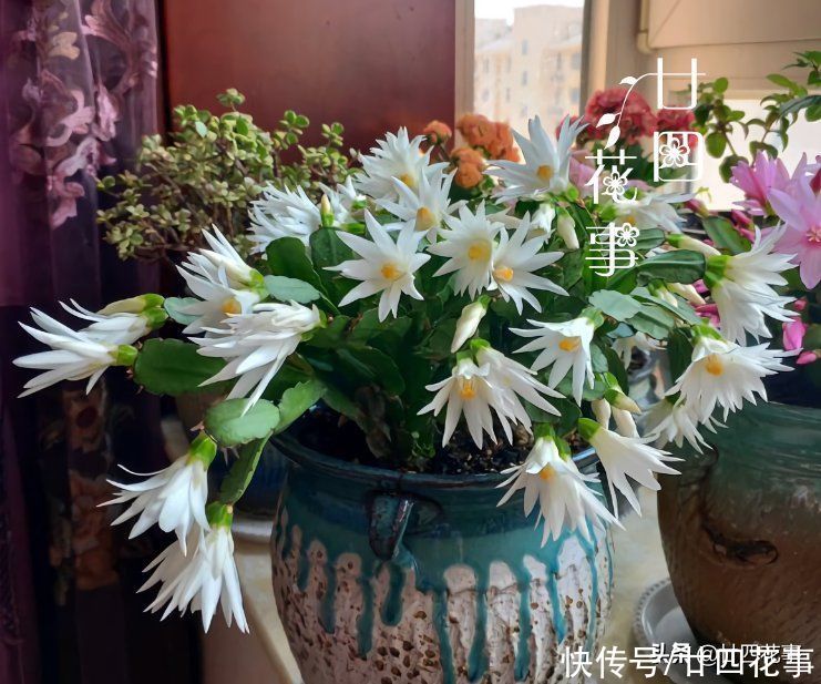 蟹爪兰复花并不难，简单3步，花朵一茬接一茬，开到5月份