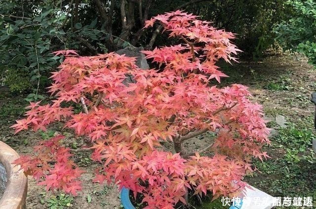 紫藤|4种花养成老桩,价格能翻好几倍,开花也更多!