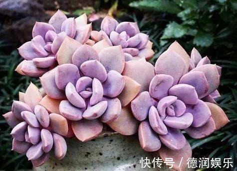 土壤|种多肉听我的,记住5个关键点,盆盆都成活,个个胖嘟嘟!
