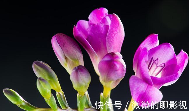 腊梅|9种花是“冷性子”，温度越高，开花越差，冻冻才能长势好