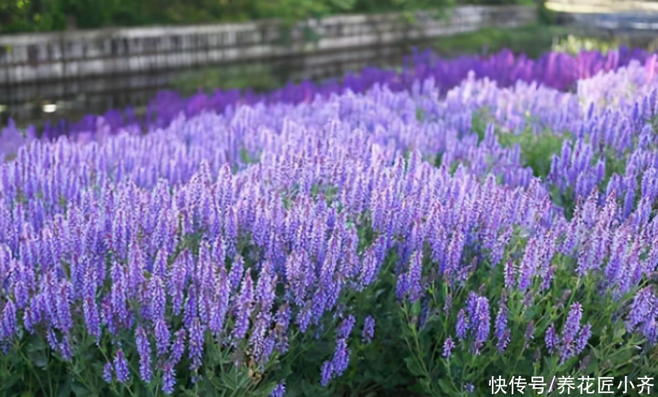 无尽夏|开花植物中“蓝色”很少见，如果你喜欢蓝色花，给大家推荐17种