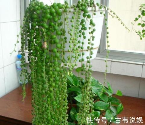 阳台空荡不知道养啥学会垂盆5种多肉,个个长成''小瀑布''