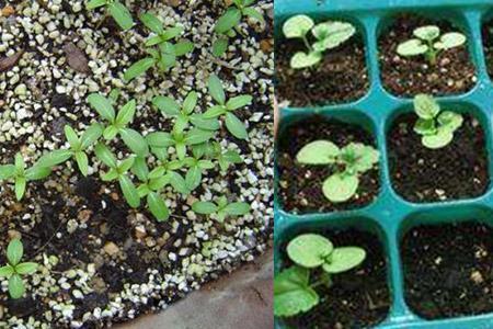 这花就叫“天天开”,咔咔一通剪,长成“小花树”,多了几十盆