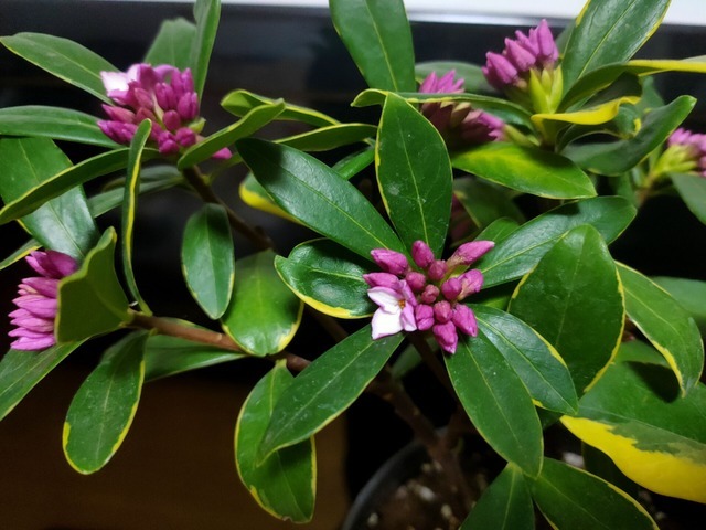 金边瑞香开花芳香四溢,冬季花期注意“4点”,延长花朵观赏期