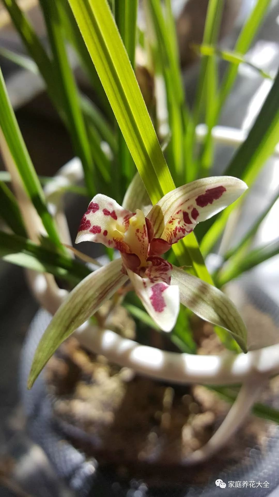 养兰花，稳抓3个“爆盆点”，新芽猛蹿，开花一片！