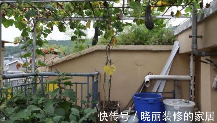 养花|养花浇水是门学问,不讲究迟早要吃大亏,别再随意用了