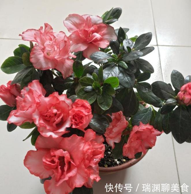 叶片|3种花是花中劳模，一年四季开花不断，开花量大，花开枝繁叶茂