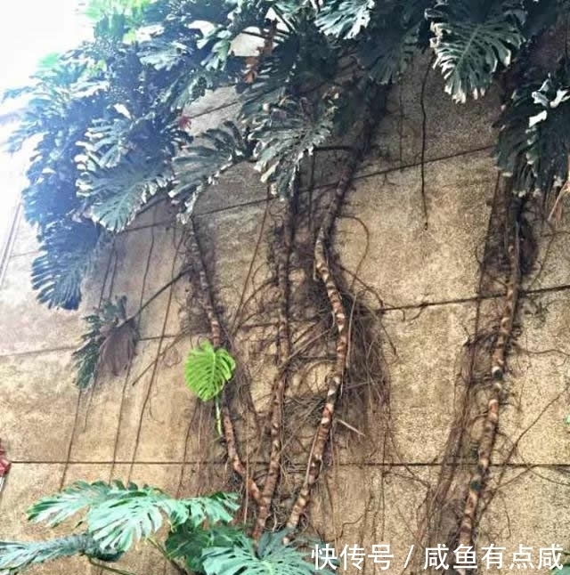 看看花友养了10多年的“龟背竹”,这是要上天?