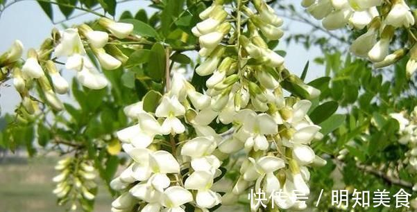 槐花二醇|树上的一种“野菜”,是“农村圣药”,清肝明目降压,不吃太可惜