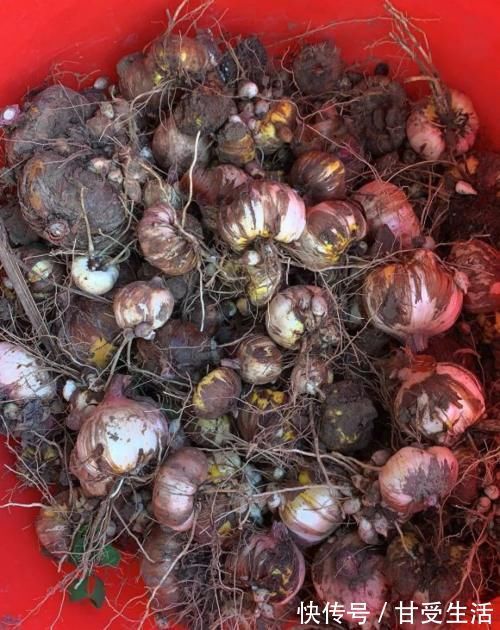鲜艳|一年生一窝的5种花,越养越多,养它们不花钱还能赚钱!