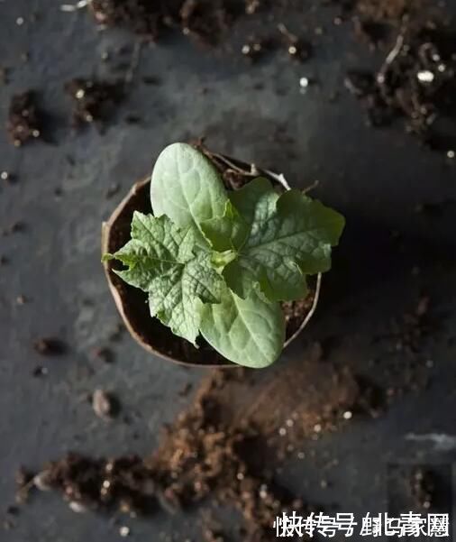 gt|她往花盆里加点这个,再也不怕积水烂根,3天黄叶变绿叶