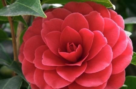 玫瑰花香|别再养绿萝了,此花好养易活,花开四季,比玫瑰花香,比牡丹花艳