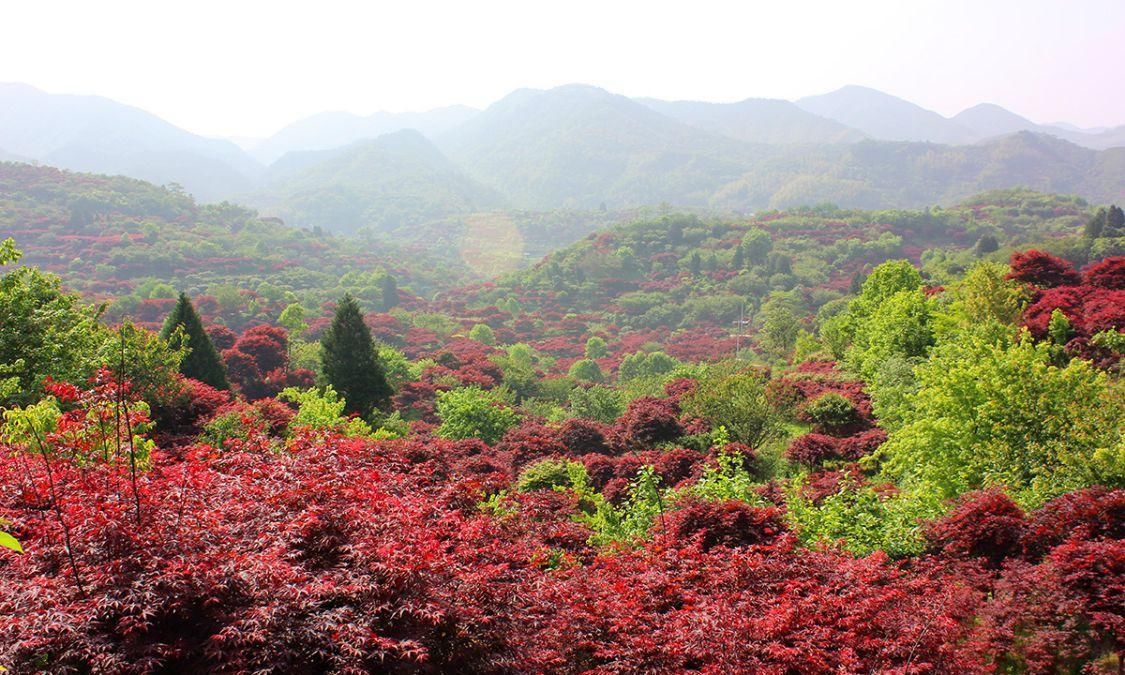 宁波红枫欣赏地，大俞、北溪、唐田，红枫绚烂