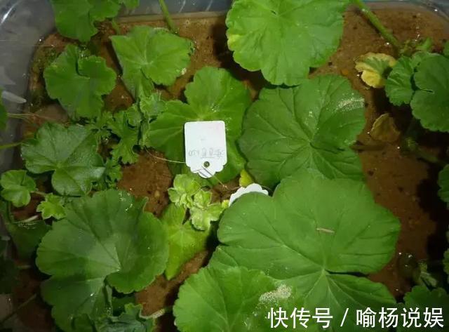 扦插加个小药片,成活率翻番,新手也能做得好!