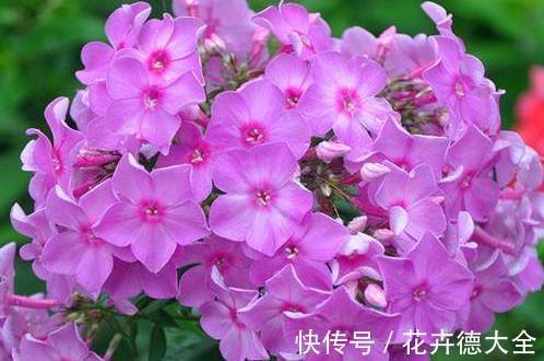 扦插|农历7月5号起，最适合养这些花，有阳光就爆盆，还很好养