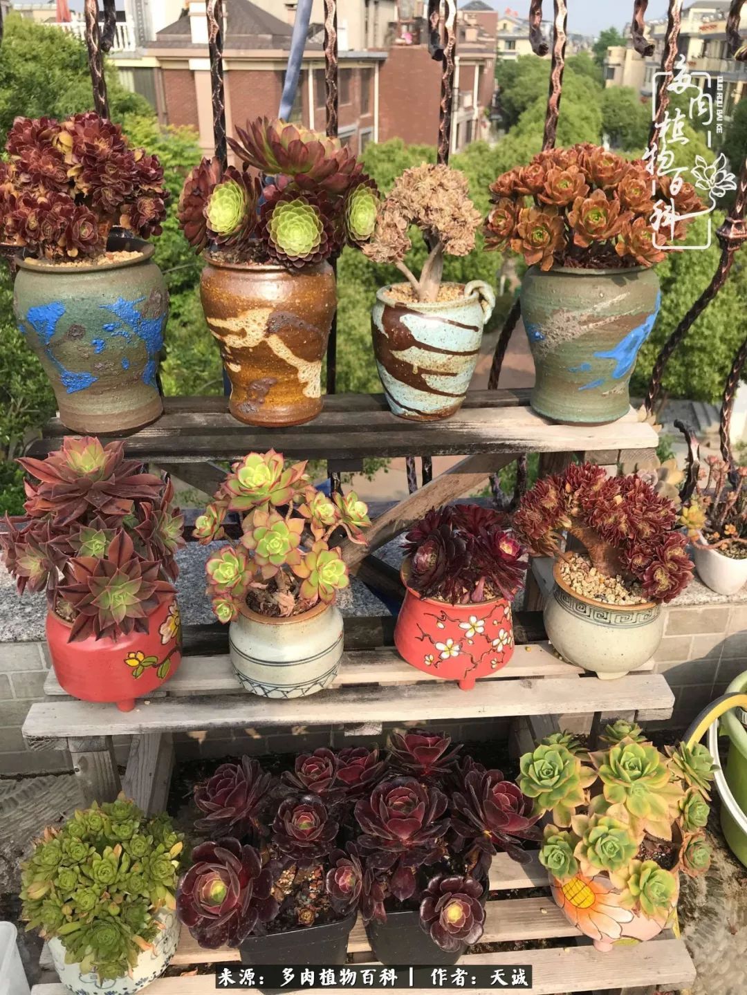 吃饱喝足,包邮区的多肉养精蓄锐准备渡劫!