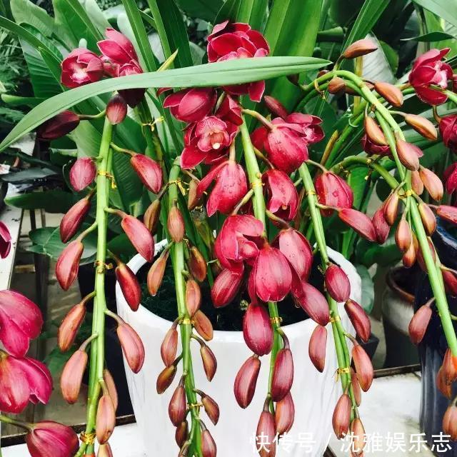 狐尾兰|4种“兰花”好养还爱开花,一开就是“花瀑布”,惊艳!