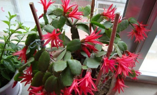 养盆假昙花，花后养护做好一步，新叶“长不停”，花期一到开爆盆