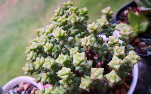 养多肉小米星，掌握“3秘诀”，叶片肥美，颜色好看得不得了！