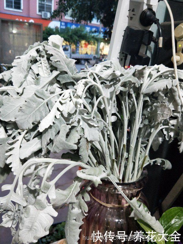 一种花长得像雪花,全身银白色,气质高雅有格调