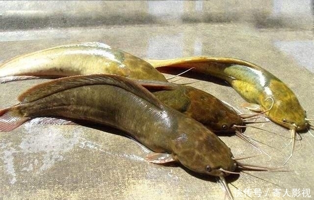 完全不需要技术也能钓到的三种鱼,钓到这些鱼别再向人炫耀了