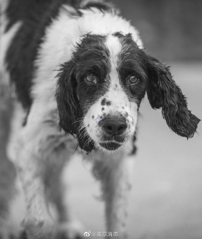 救援|汶川地震救援中的最后一只搜救犬离世