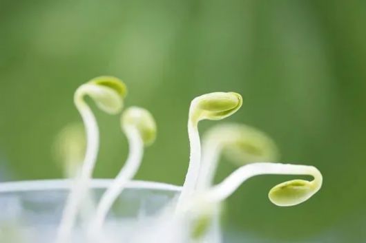 脾胃虚寒|小暑要“养心”！快来get养生秘诀