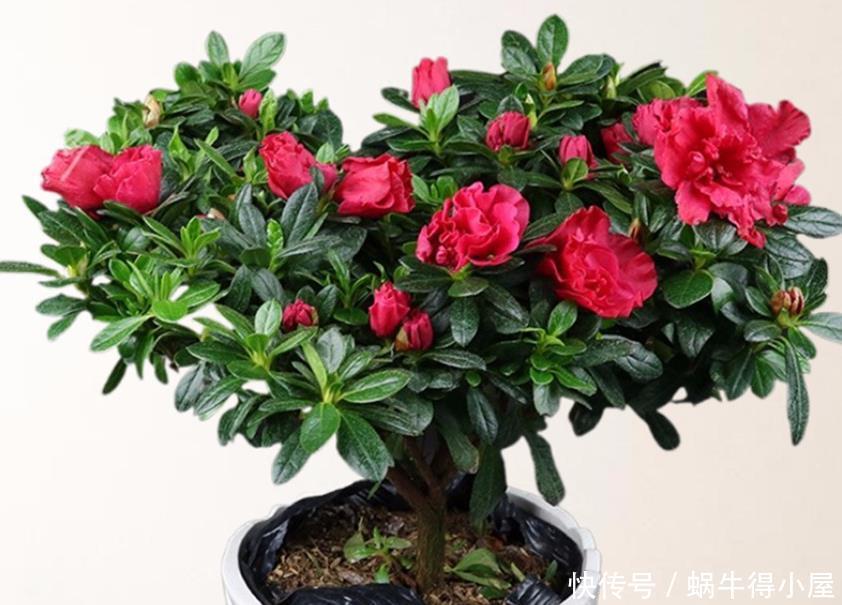 养茶花和杜鹃花,冬春季节一定要做好四点,要不然花苞打不开