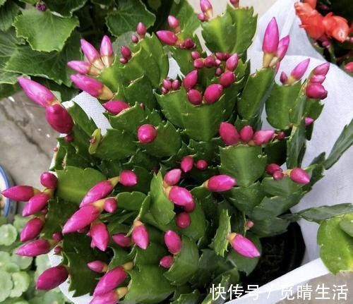 花苞|秋冬养蟹爪兰，牢记2个要点，花开满枝头，一茬接一茬！
