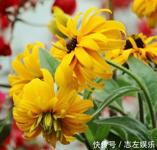 花友们|喜欢养菊，不如养盆“菊中珍品”堆心菊，花姿独特，爆成菊花海！