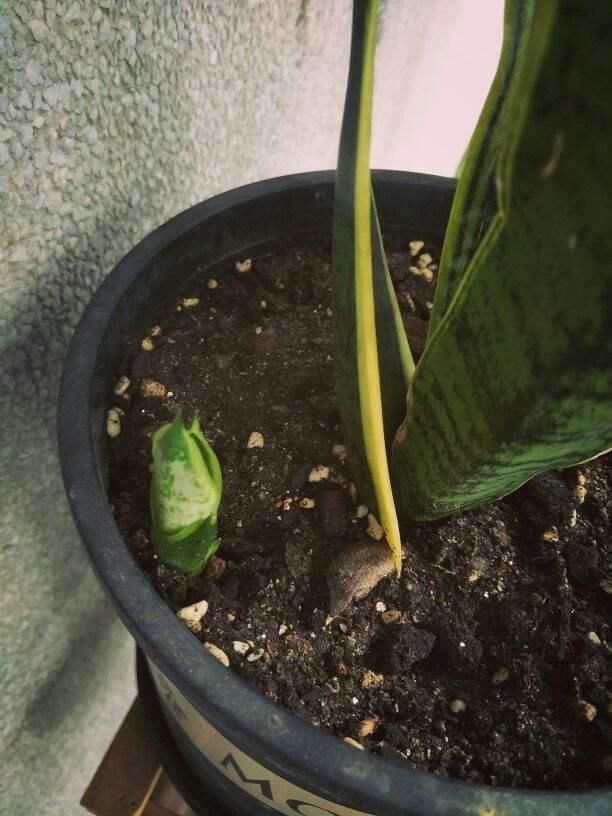  们可以|虎皮兰周围扒圈土，小钢芽嗖嗖冒，一盆能分出10几盆