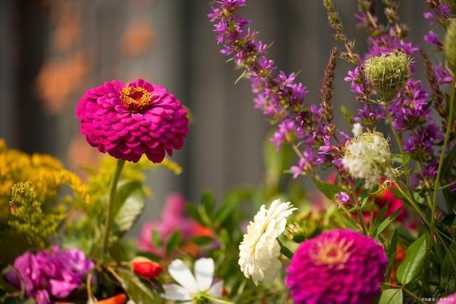 黄花&16首野花诗词久违石阶生绿苔,一朵黄花夹缝开