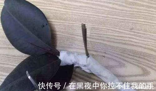 餐巾纸|家里常用的卫生纸,拿来养花原来有这奇效,大白根窜的止不住