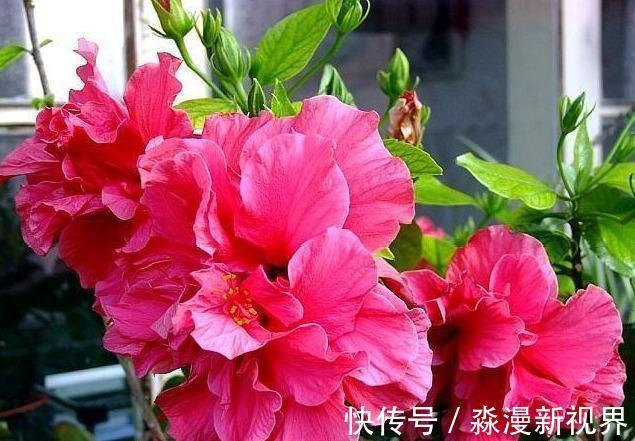 阳台|阳台养盆“扶桑花”，注意4个方面，长成“小树”，四季花开不败
