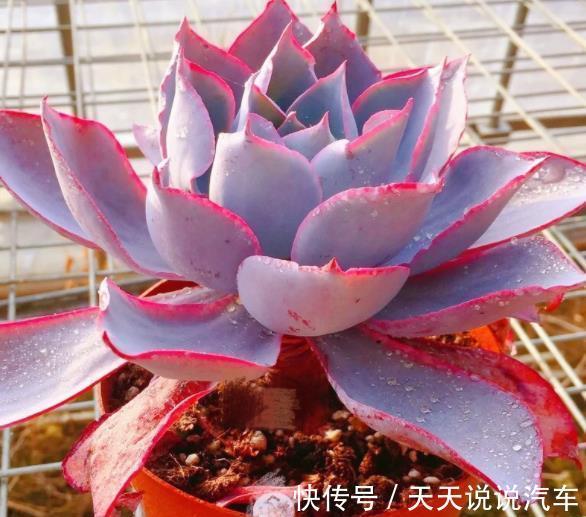 6种经典的薄叶多肉,每一种都仙气十足,好养好看容易出状态