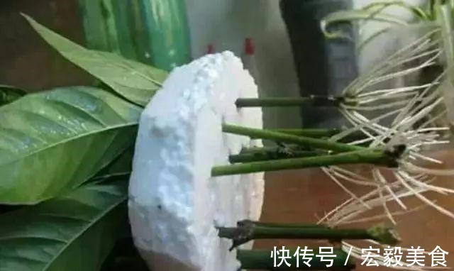 天竺葵|3种懒人扦插法,插啥都活,大白根蹭蹭冒!