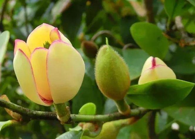 几种花是懒人的最爱,开起花来“拦”不住,美不胜收,你养了吗