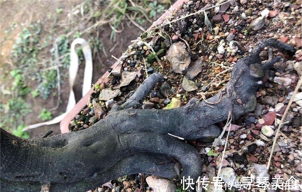 弹子|常被误以为是柿子,果实挂满树没人吃,树桩却被大量滥挖