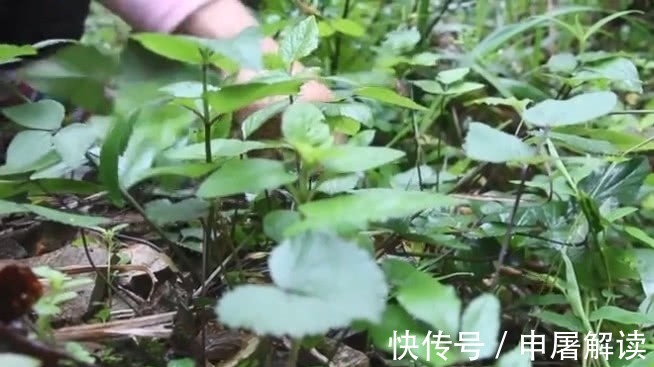 鸭脚板|女子在野外捡回一种野菜，看着像是“野生鸭掌”，和火锅一起绝配