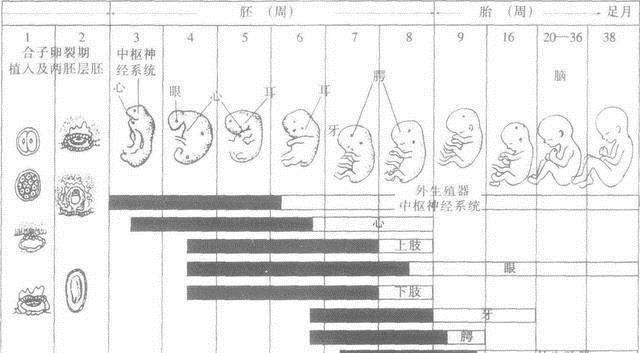 怀孕几周最危险尤其是这两个时期，孕妇一定要知道